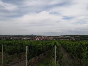 IMG-20190811-WA0051