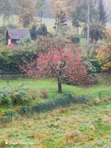 IMG 20251011 150609 edit 20039634280791